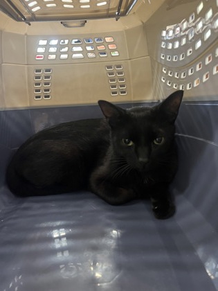 Shelter Stray Female Cat last seen Near Brookline ST, Atlanta, GA, 1251 Fulton Industrial Blvd NW, Atlanta, GA 30336, USA
