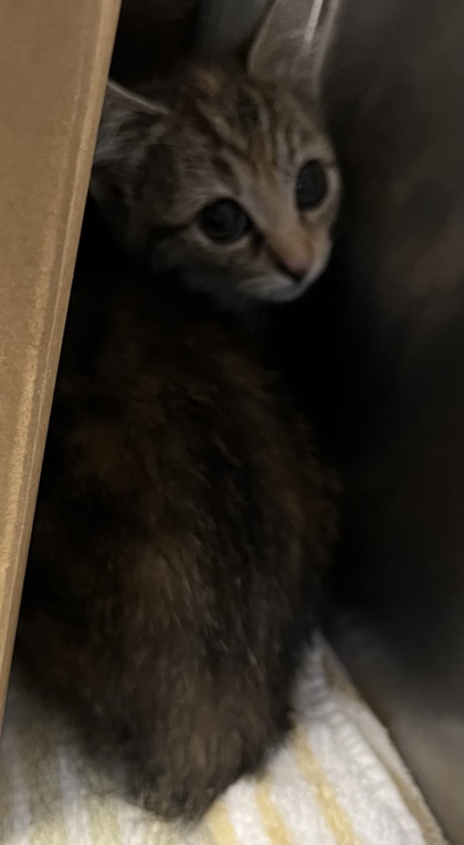 Shelter Stray Female Cat last seen Palm Court and Palm ave, Roseville City, CA, 200 Tahoe Ave, Roseville, CA 95678, USA