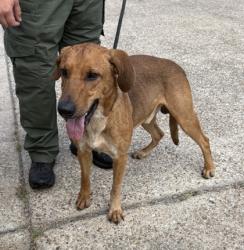 Shelter Stray Male Dog last seen , Gulfport, MS, 2615 25th Ave, Gulfport, MS 39501, USA