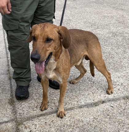 Shelter Stray Male Dog last seen , Gulfport, MS, 2615 25th Ave, Gulfport, MS 39501, USA