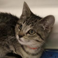 Shelter Stray Female Cat last seen Hartford Drive, Madison 7, City of, WI, 5132 Voges Rd, Madison, WI 53718, USA