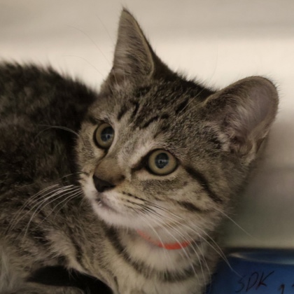 Shelter Stray Female Cat last seen Hartford Drive, Madison 7, City of, WI, 5132 Voges Rd, Madison, WI 53718, USA