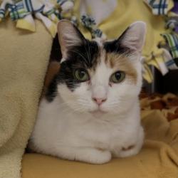 Shelter Stray Female Cat last seen Main St Stoughton, Stoughton, City of, WI, 5132 Voges Rd, Madison, WI 53718, USA