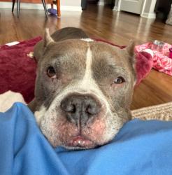 Shelter Stray Female Dog last seen Near Elmwood Ave, 64132, MO, 7077 Elmwood Ave, Kansas City, MO 64132, USA