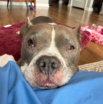 Shelter Stray Female Dog last seen Near Elmwood Ave, 64132, MO, 7077 Elmwood Ave, Kansas City, MO 64132, USA