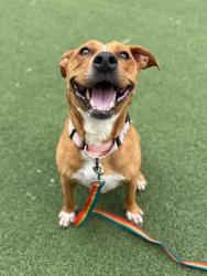 Shelter Stray Female Dog last seen Near E 69, 4th District, OH, 9203 Detroit Ave, Cleveland, OH 44102, USA