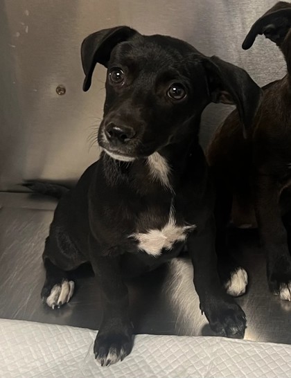 Shelter Stray Female Dog last seen Squaw Valley road & Feather Lane, Squaw (Yokuts) Valley Zone Fresno CO 4 93675, CA, 1510 W Dan Ronquillo Dr, Fresno, CA 93706, USA