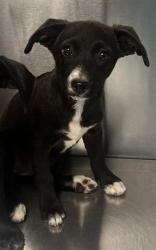 Shelter Stray Female Dog last seen Squaw Valley road & Feather Lane, Squaw (Yokuts) Valley Zone Fresno CO 4 93675, CA, 1510 W Dan Ronquillo Dr, Fresno, CA 93706, USA