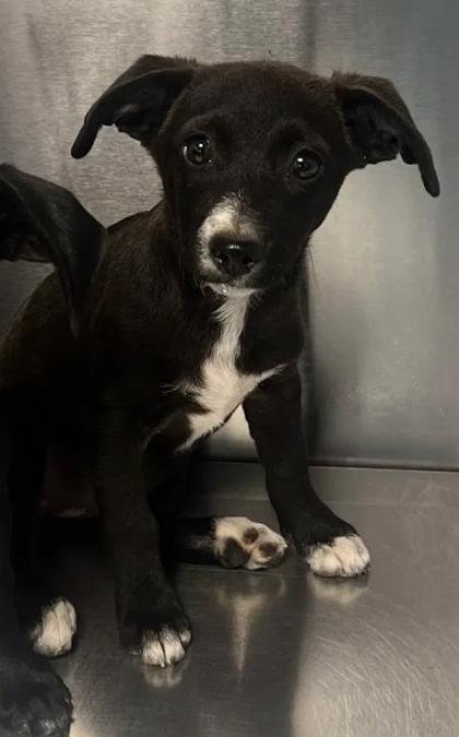 Shelter Stray Female Dog last seen Squaw Valley road & Feather Lane, Squaw (Yokuts) Valley Zone Fresno CO 4 93675, CA, 1510 W Dan Ronquillo Dr, Fresno, CA 93706, USA