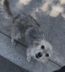 Shelter Stray Female Dog last seen S Renn Ave & E Murphy St, Laton Zone Fresno CO 3 93242, CA, 1510 W Dan Ronquillo Dr, Fresno, CA 93706, USA
