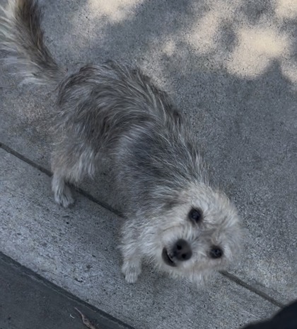 Shelter Stray Female Dog last seen S Renn Ave & E Murphy St, Laton Zone Fresno CO 3 93242, CA, 1510 W Dan Ronquillo Dr, Fresno, CA 93706, USA