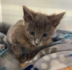 Shelter Stray Male Cat last seen N Cedar Ave & Arden DR N, Fresno Zone Fresno CO 2 93703, CA, 1510 W Dan Ronquillo Dr, Fresno, CA 93706, USA