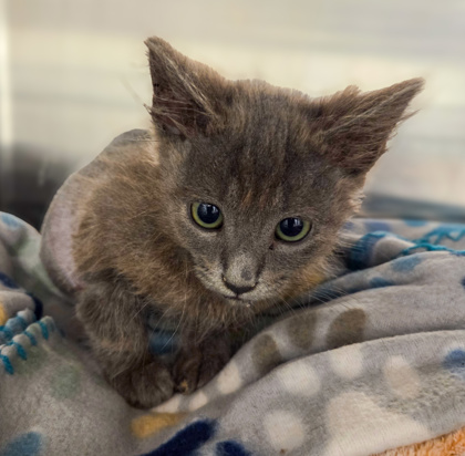 Shelter Stray Male Cat last seen N Cedar Ave & Arden DR N, Fresno Zone Fresno CO 2 93703, CA, 1510 W Dan Ronquillo Dr, Fresno, CA 93706, USA