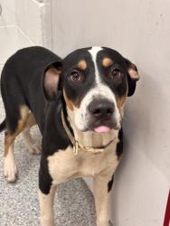 Shelter Stray Male Dog last seen W Baxter St/Lee st, Knox County GP, TN, 3201 Division St, Knoxville, TN 37919, USA