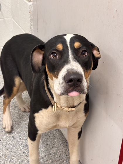 Shelter Stray Male Dog last seen W Baxter St/Lee st, Knox County GP, TN, 3201 Division St, Knoxville, TN 37919, USA