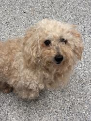 Shelter Stray Male Dog last seen Near McCloud St, Knox County GP, TN, 3201 Division St, Knoxville, TN 37919, USA