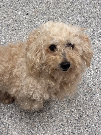 Shelter Stray Male Dog last seen Near McCloud St, Knox County GP, TN, 3201 Division St, Knoxville, TN 37919, USA