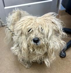 Shelter Stray Female Dog last seen Near Fairington Rd, Stonecrest, GA 30038, 30038, GA, 3280 Chamblee Dunwoody Rd, Chamblee, GA 30341, USA