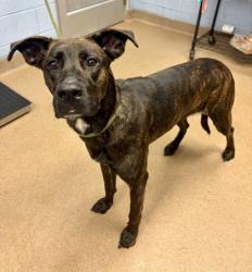 Shelter Stray Female Dog last seen Near Rainbow Forest Circle, 30034, GA, 3280 Chamblee Dunwoody Rd, Chamblee, GA 30341, USA