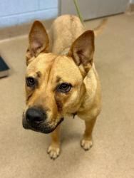 Shelter Stray Female Dog last seen Near CENTER STREET, 30058, GA, 3280 Chamblee Dunwoody Rd, Chamblee, GA 30341, USA