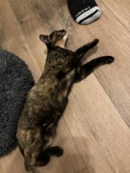 Shelter Stray Female Cat last seen Near Red Cedar Trl Stone Mountain, 30083, 30083, GA, 3280 Chamblee Dunwoody Rd, Chamblee, GA 30341, USA