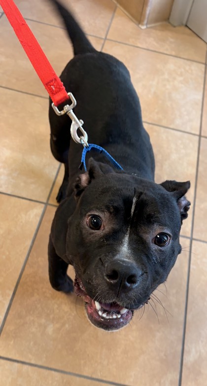 Shelter Stray Female Dog last seen Fairfax, VA, 22030, Tussica Wy & Bonds Dr, Fairfax City, VA, 4500 West Ox Rd, Fairfax, VA 22030, USA