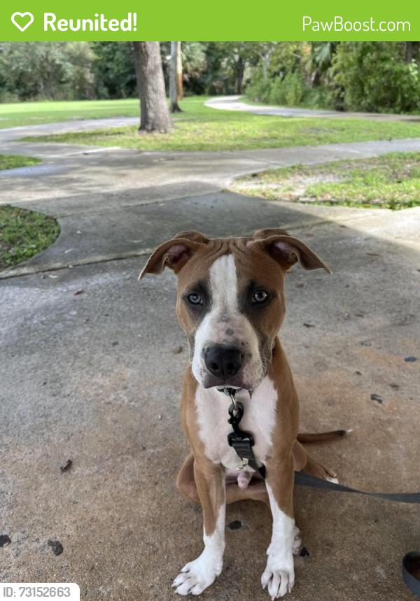 Reunited Male Dog last seen 36th Terrace Palm City, Palm City, FL 34990