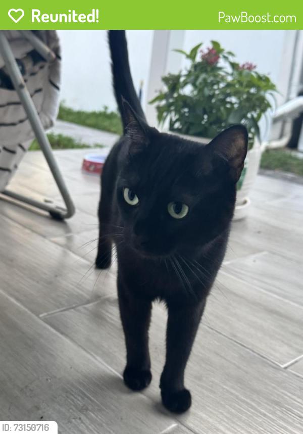 Reunited Female Cat last seen Pembroke road, Hallandale Beach, FL 33009