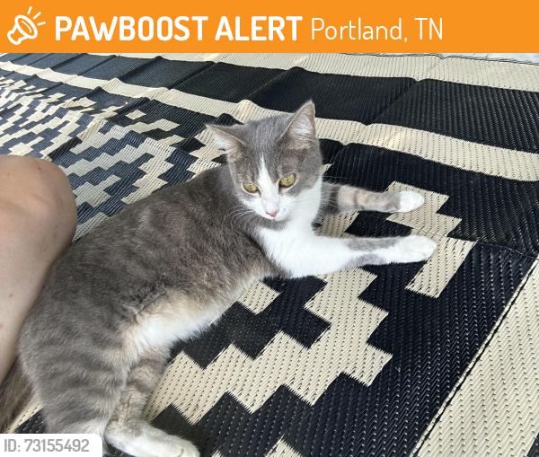 Found/Stray Male Cat last seen Russell St end of Fowler Ford Rd, Portland, TN 37148