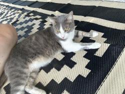 Found/Stray Male Cat last seen Russell St end of Fowler Ford Rd, Portland, TN 37148