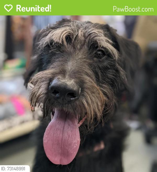 Reunited Male Dog last seen Menominee, Pontiac, MI 48341