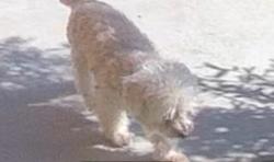 Reunited Male Dog last seen Promise / Starina, Lake Elsinore, CA 92532