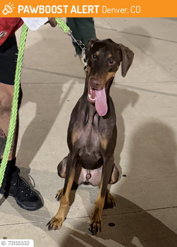 Found/Stray Male Dog last seen Near walnut, Denver, CO 80205