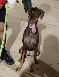 Found/Stray Male Dog last seen Near walnut, Denver, CO 80205