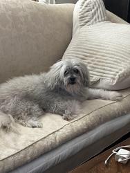 Lost Male Dog last seen 111th St and 50th Ave, Queens, NY 11368