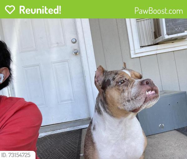 Reunited Female Dog last seen Atkins middle school, Lubbock, TX 79412