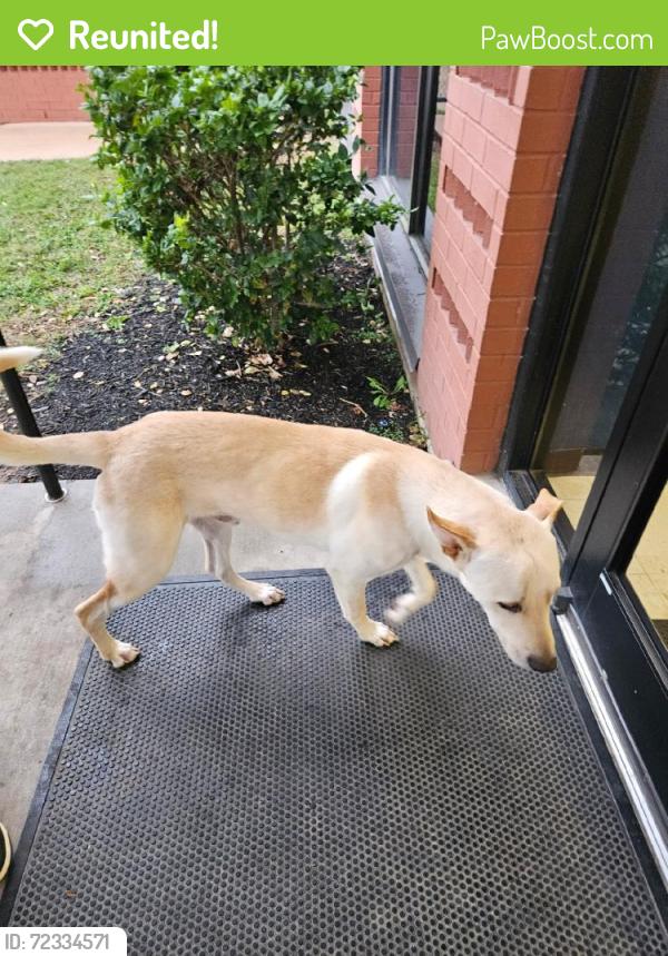 Reunited Male Dog last seen Near W Bellfort Ave, Houston, TX 77031, USA, Houston, TX 77031