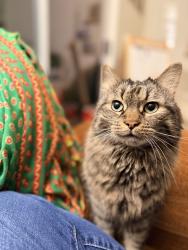 Reunited Female Cat last seen Rockland Village s, Chantilly, VA 20151