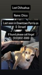 Lost Male Dog last seen Near the metro station, Perris, CA 92570