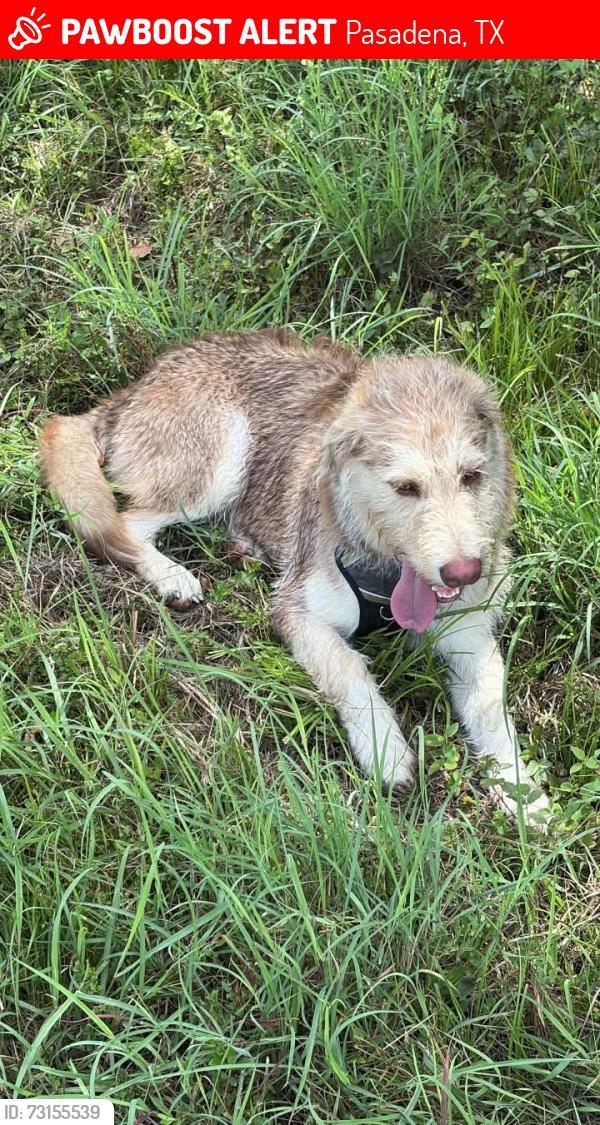 Lost Male Dog last seen 5401–5541 Genoa Red Bluff RdPasadena, TX 77505United States, Pasadena, TX 77505
