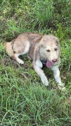 Lost Male Dog last seen 5401–5541 Genoa Red Bluff RdPasadena, TX 77505United States, Pasadena, TX 77505