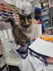 Lost Female Cat last seen Chambers & Hampden, Aurora, CO 80013