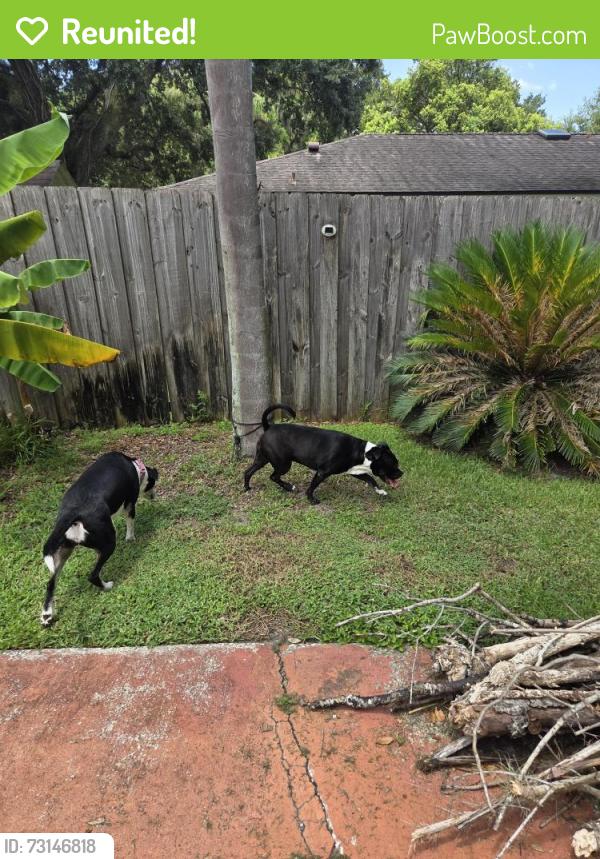 Reunited Female Dog last seen Carlton Drive and cloverlawn drive, Orange County, FL 32806
