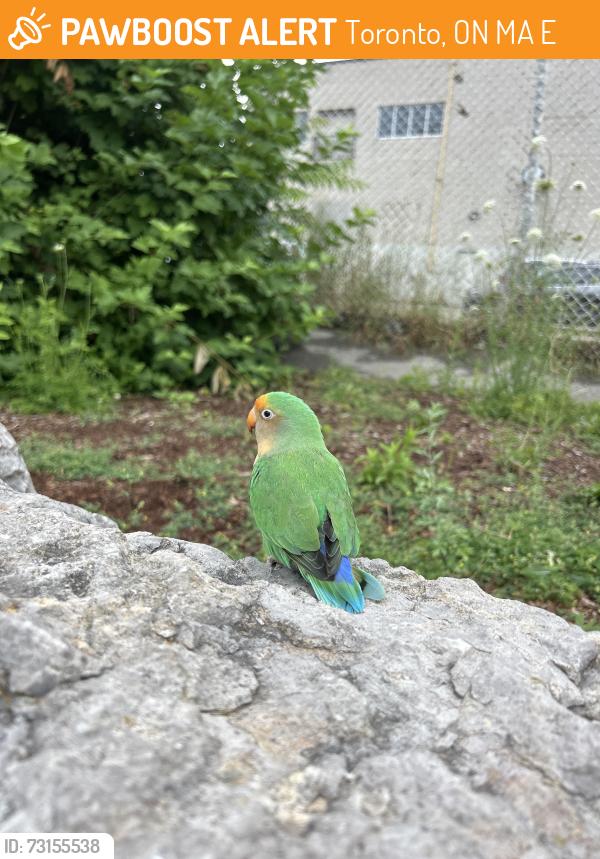 Found/Stray Unknown Bird last seen School, Toronto, ON M5A 3E1