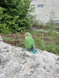 Found/Stray Unknown Bird last seen School, Toronto, ON M5A 3E1