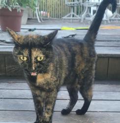 Found/Stray Unknown Cat last seen Locust Avenue, Bohemia, NY 11716