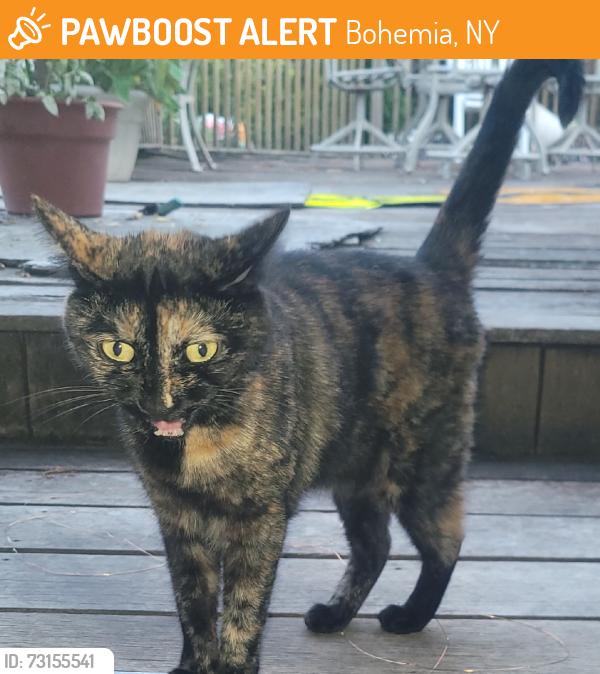 Found/Stray Unknown Cat last seen Locust Avenue, Bohemia, NY 11716