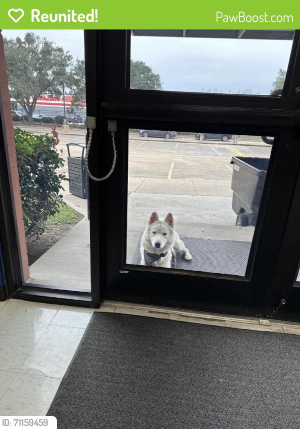 Reunited Male Dog last seen W Bellfort Ave, Houston, TX, USA, Houston, TX 77035