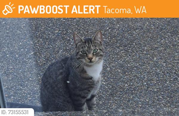 Found/Stray Male Cat last seen Broadmoor Drive NE, Tacoma WA, Tacoma, WA 98422