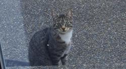 Found/Stray Male Cat last seen Broadmoor Drive NE, Tacoma WA, Tacoma, WA 98422